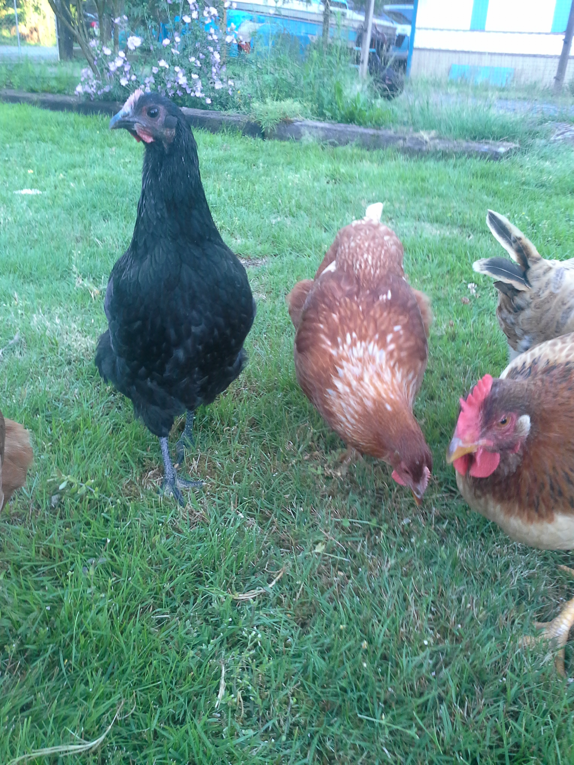 Black one is Boop an Australorp, and the one in the center is a Sex Link