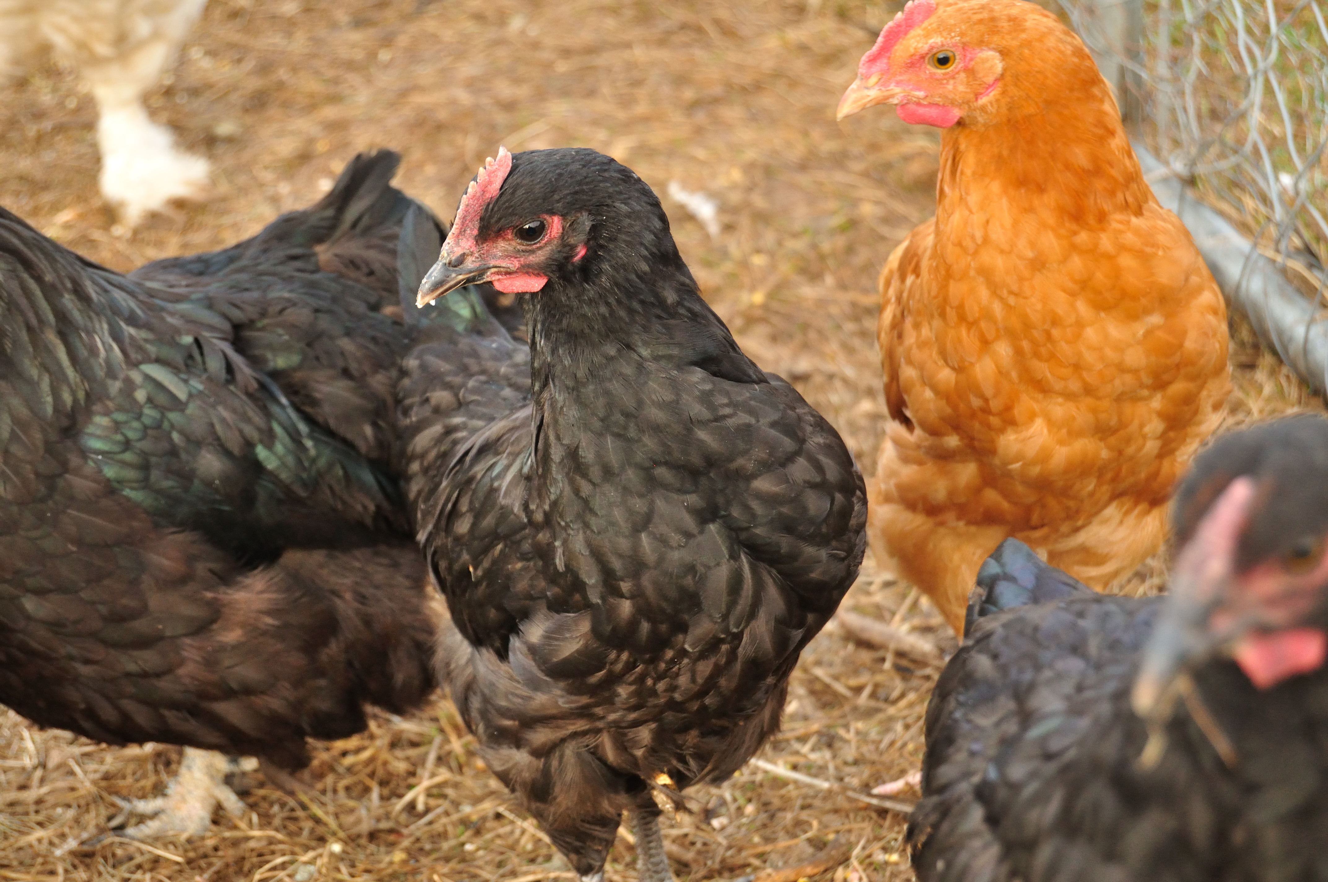 Black Orp Possibly pullet as has no pointy feather above tail.Hatch June 29th
Buff in back is a Jubilee first hatch cockerel? Hatch June 5th