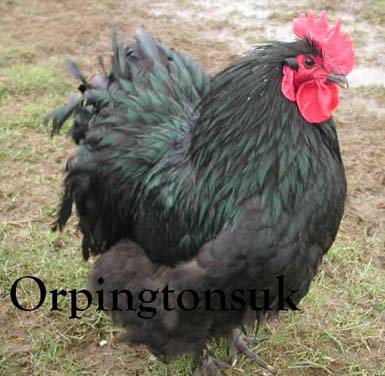 Black Orpington cockerel
