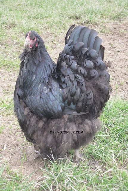 Black Orpington Hen