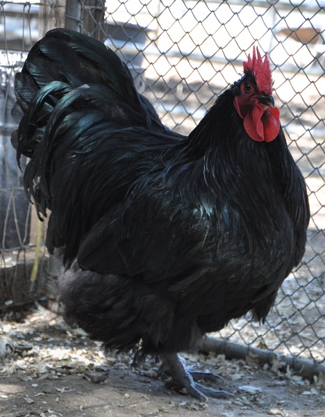 black orpington rooster