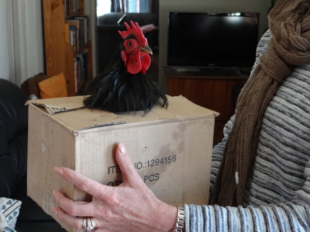 Black Pekin Rooster. Showing his face.