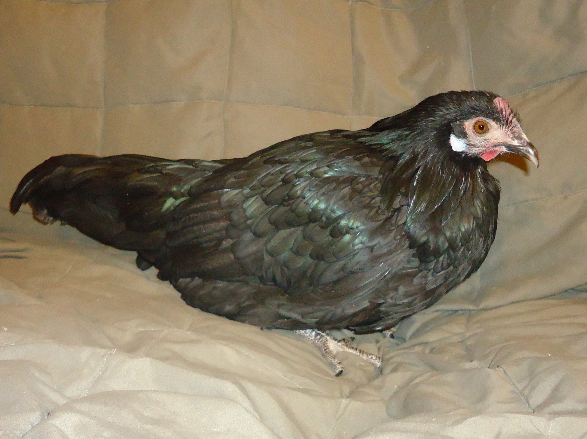 Black Phoenix Hen From Toni Marie Austin Backyard Chickens