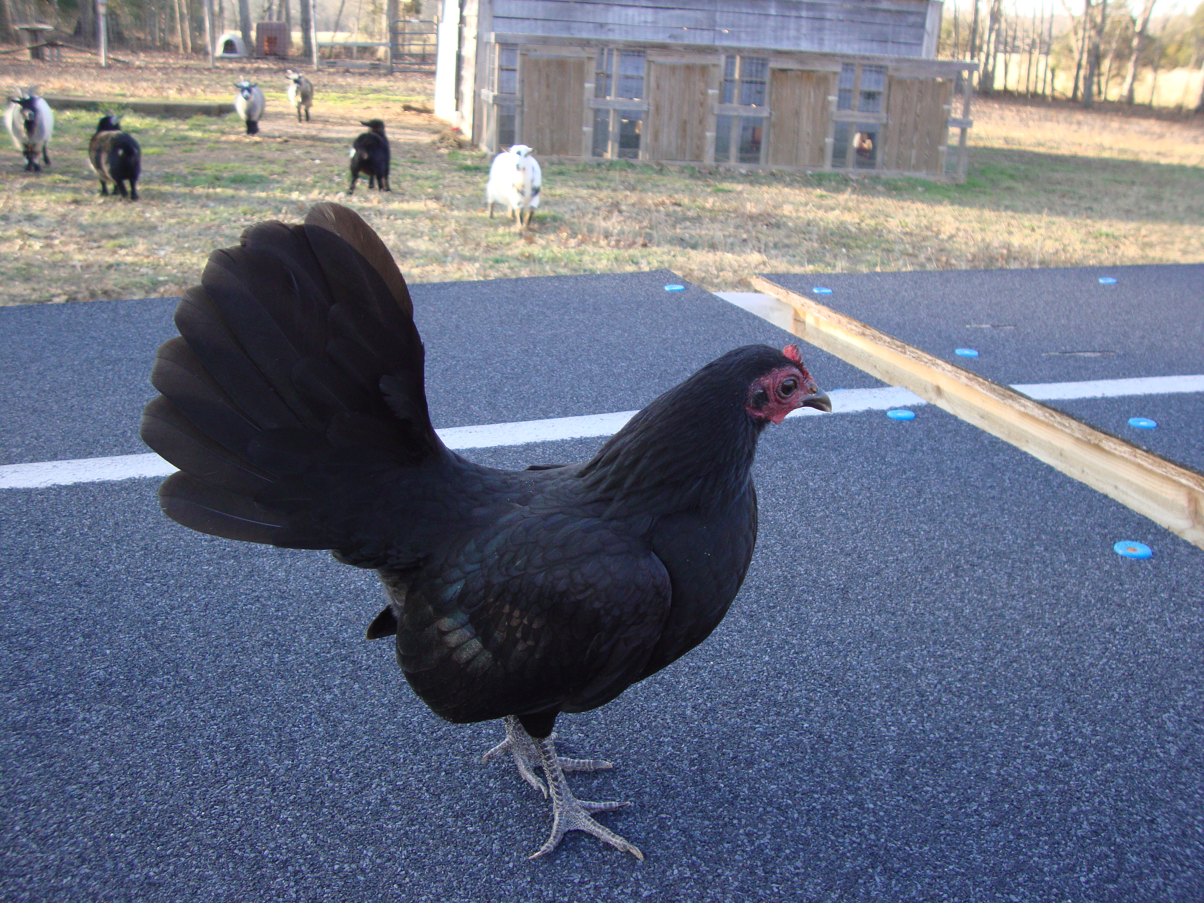 Black Pullet