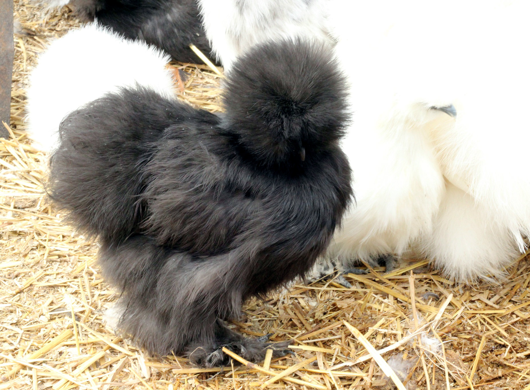 Black pullet