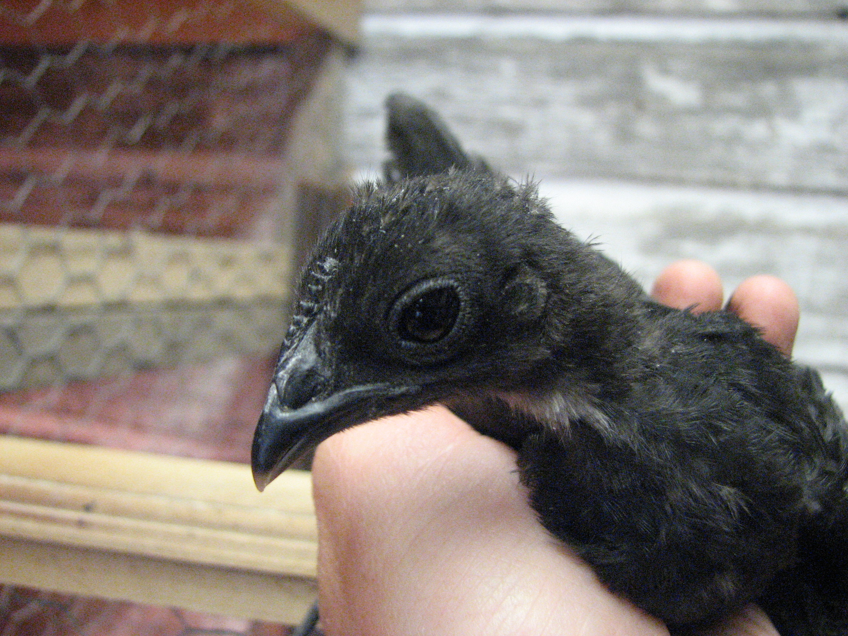 Black Quechua Olmec chick 4 -5 weeks