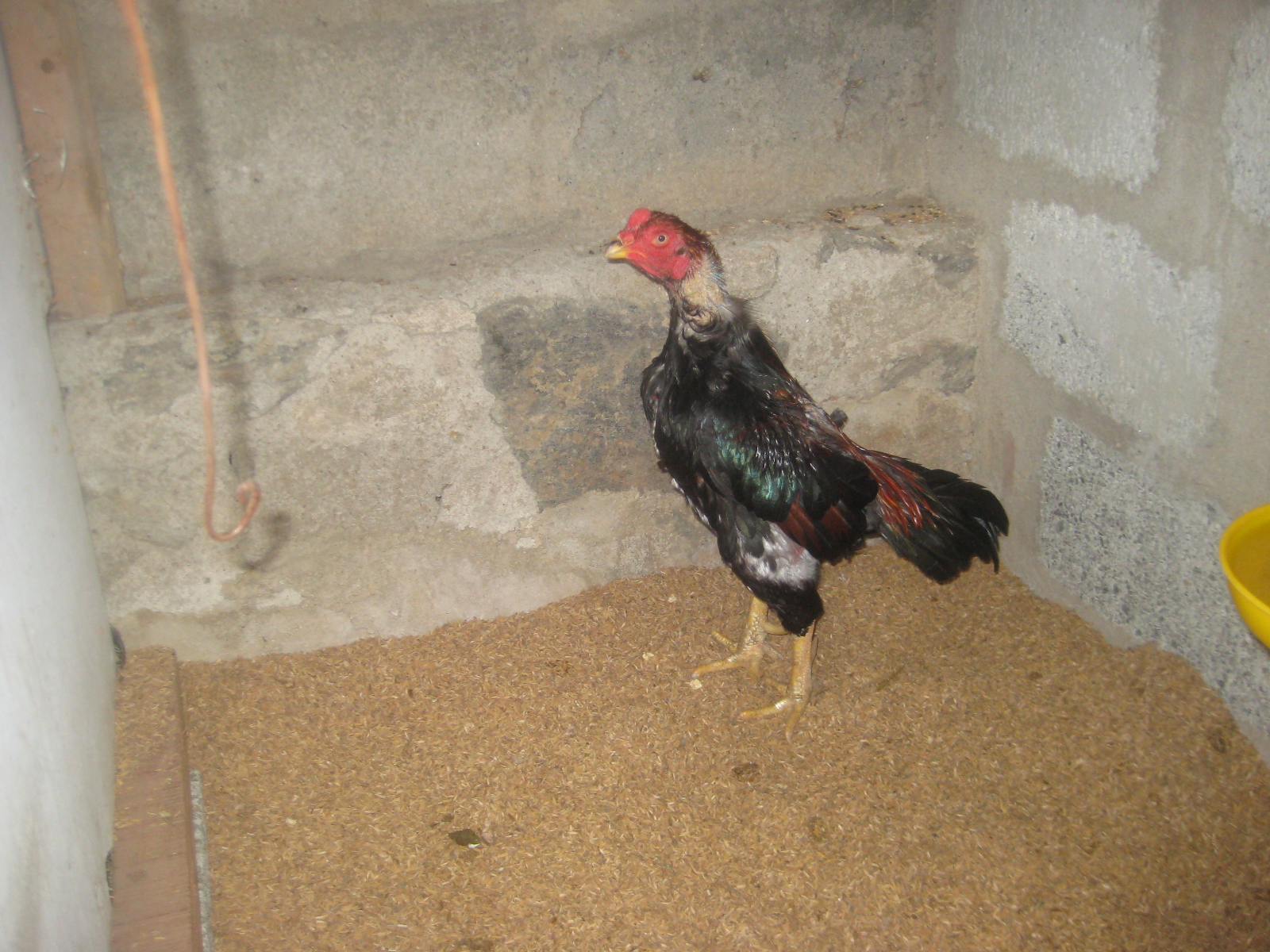 Black Red Asil Rooster