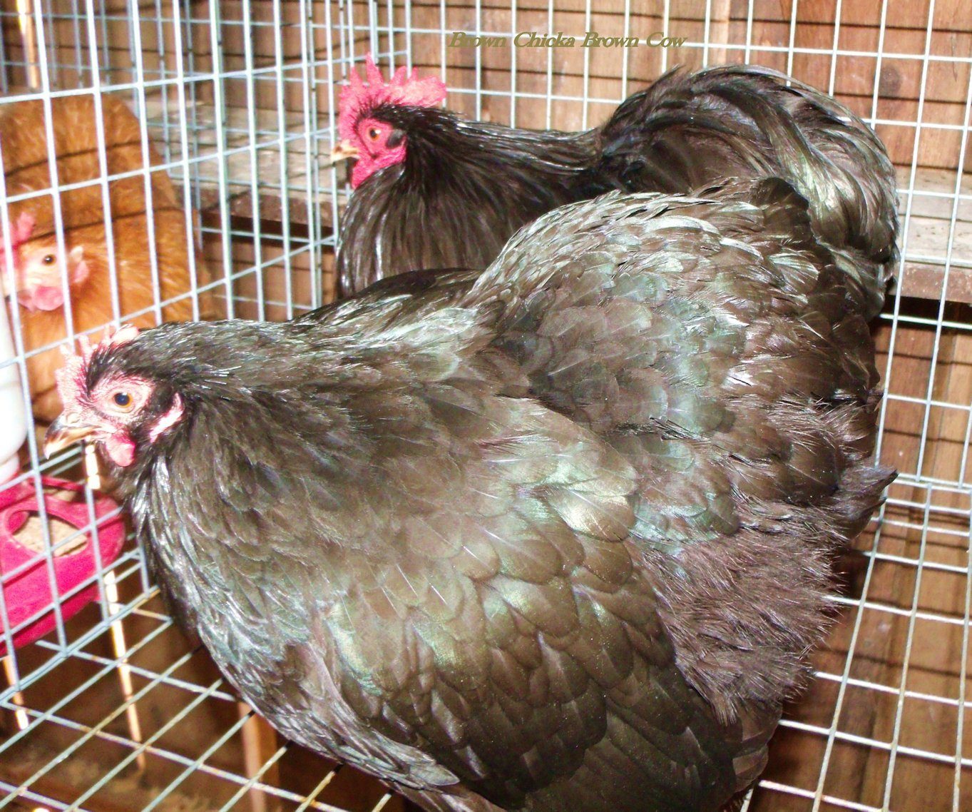 Black Roo and Hens Bantam