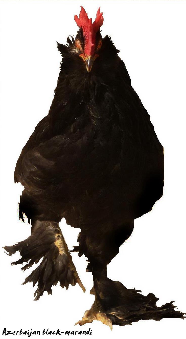 black roosters
