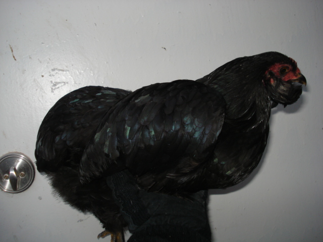 Black rumpless and tufted pullet. Very nice tufts! Hatched summer 2012.