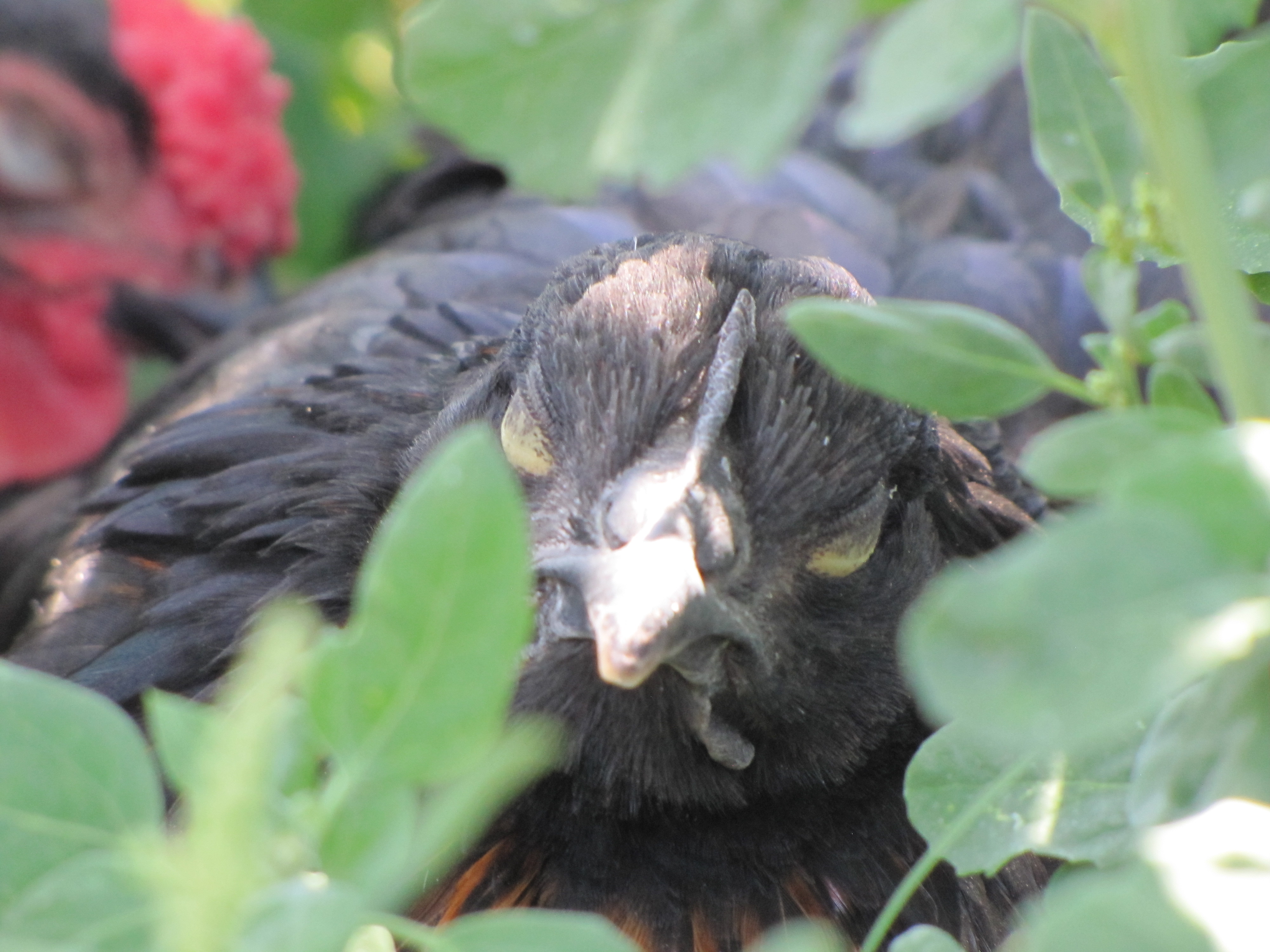 Black Sex Link Pullet Sleeping