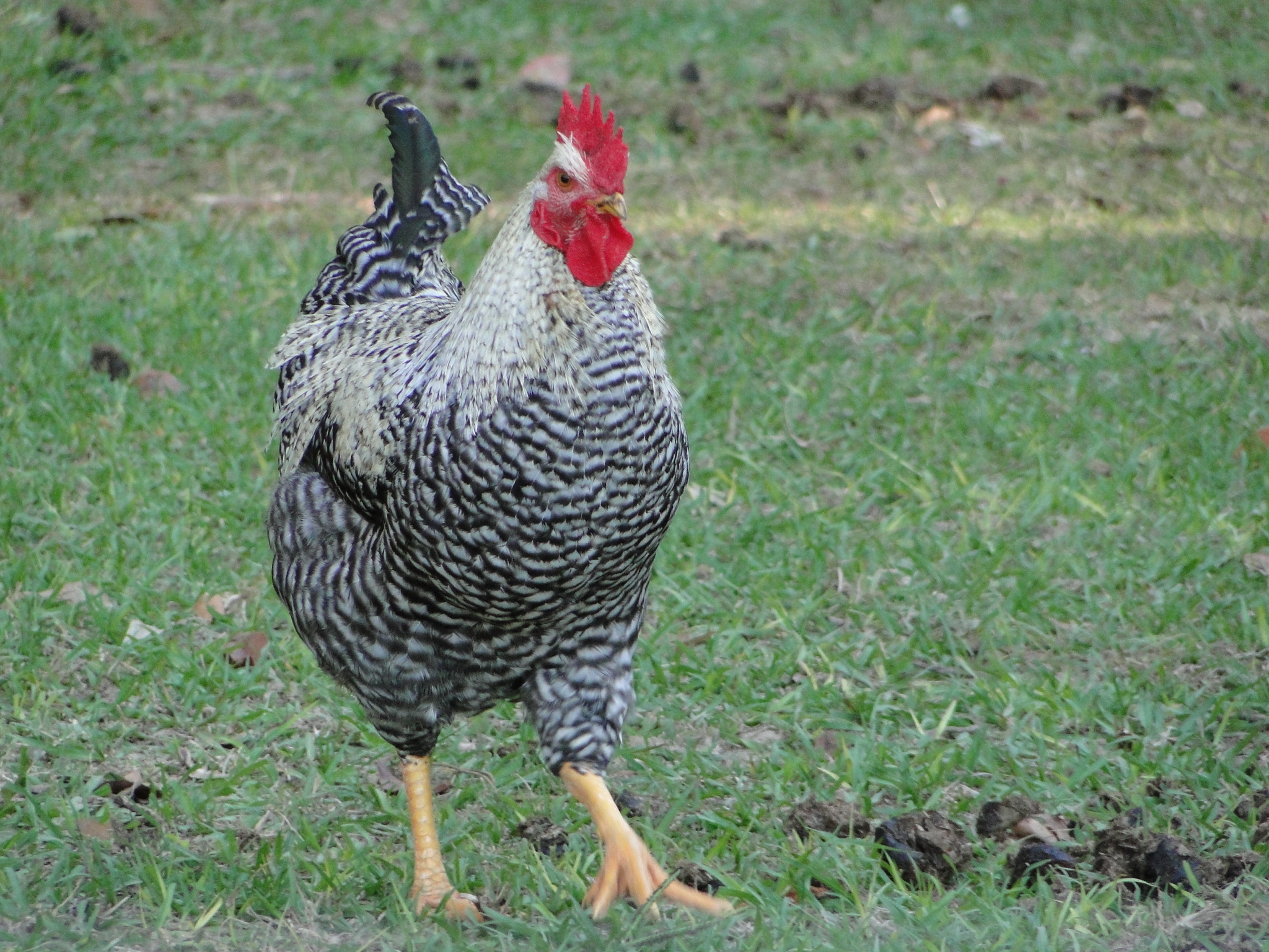 Black Sex Link rooster