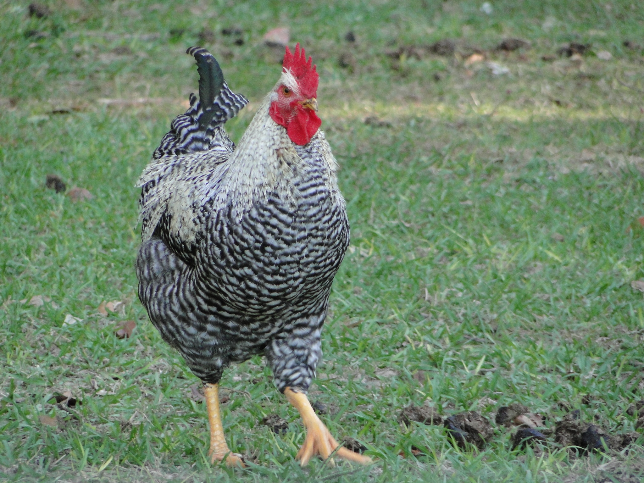 Black Sex Link Rooster Backyard Chickens Learn How To Raise Chickens