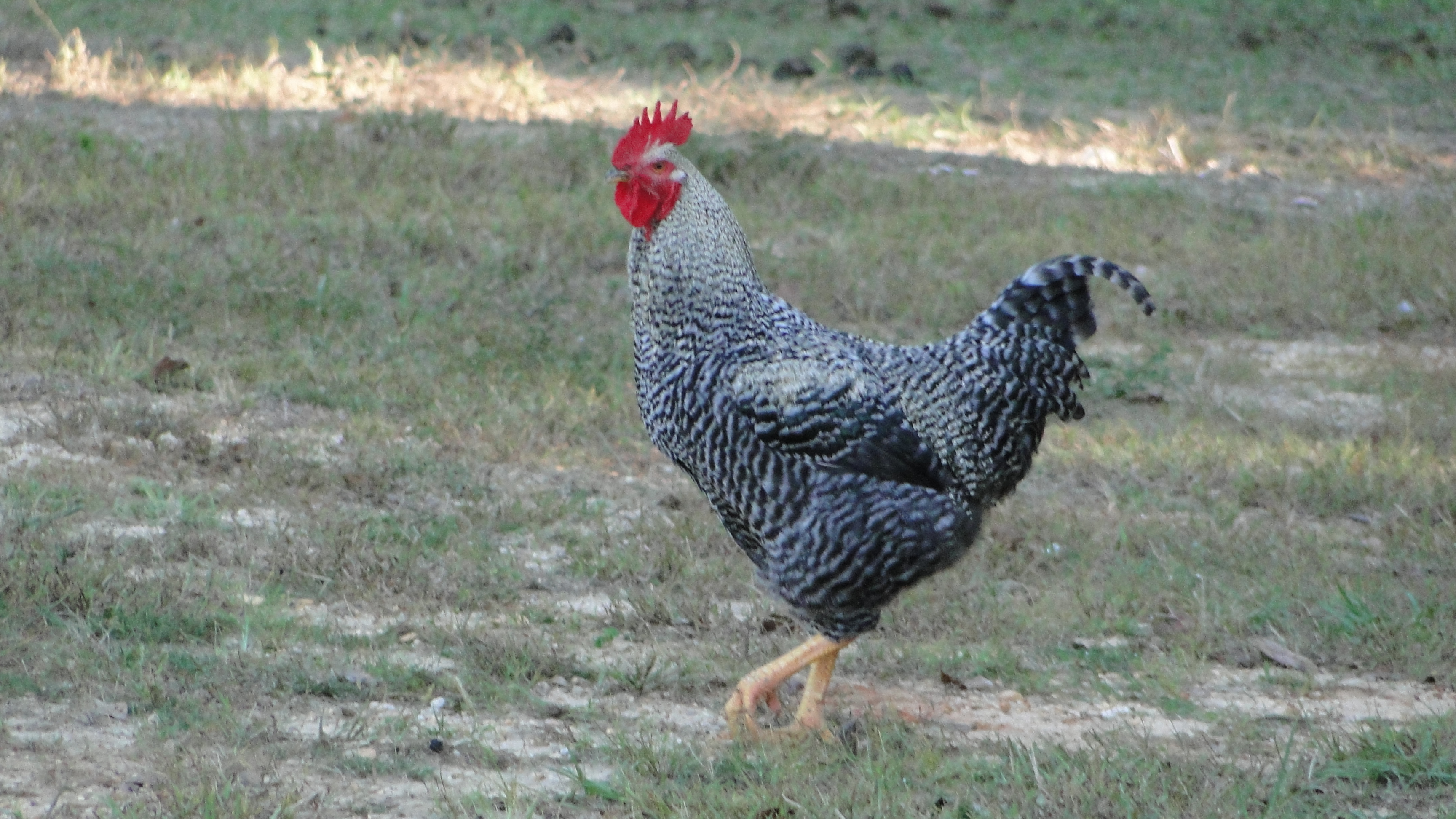 Black sex link rooster