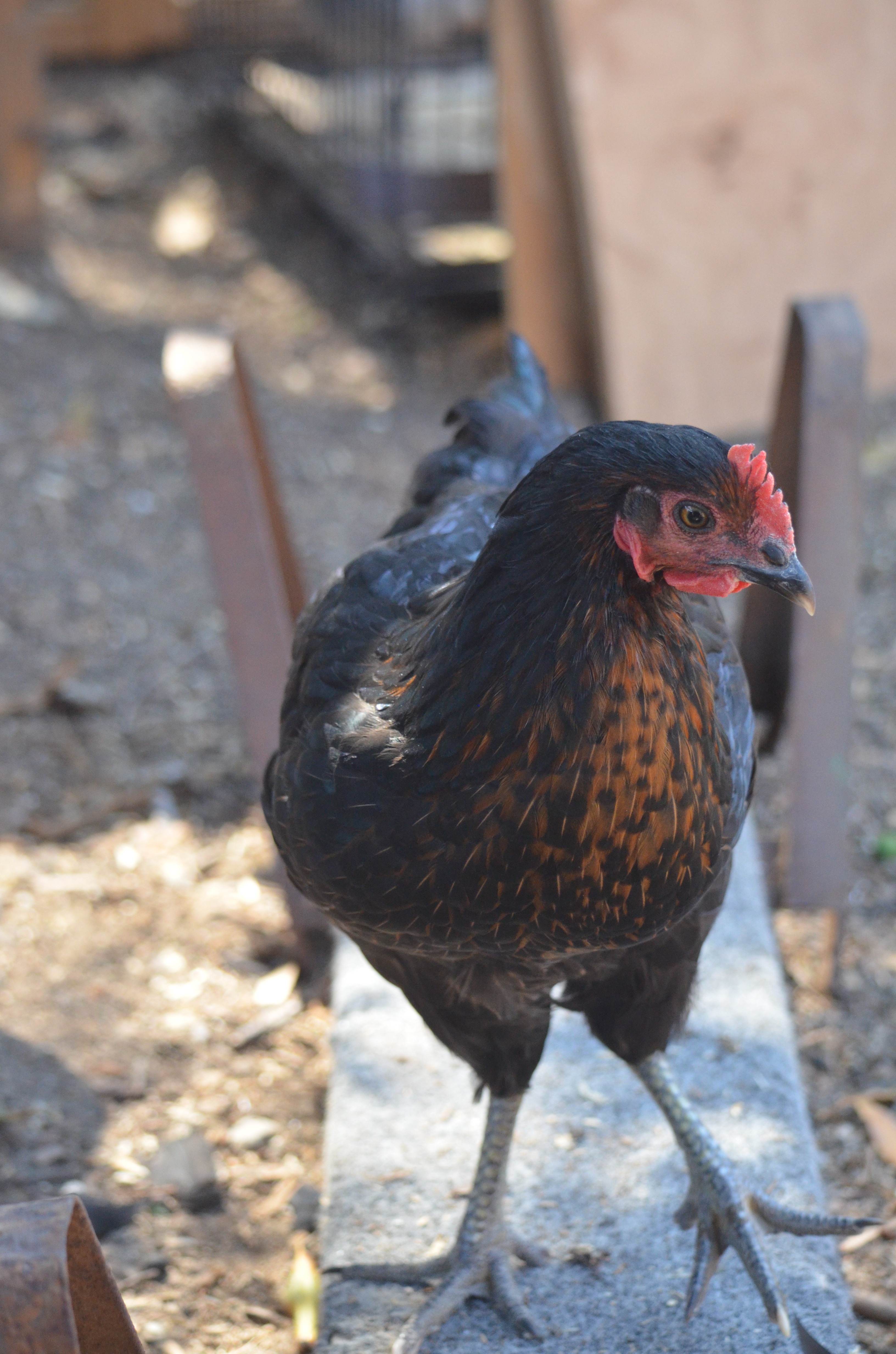 Black Sexlink at 15 weeks