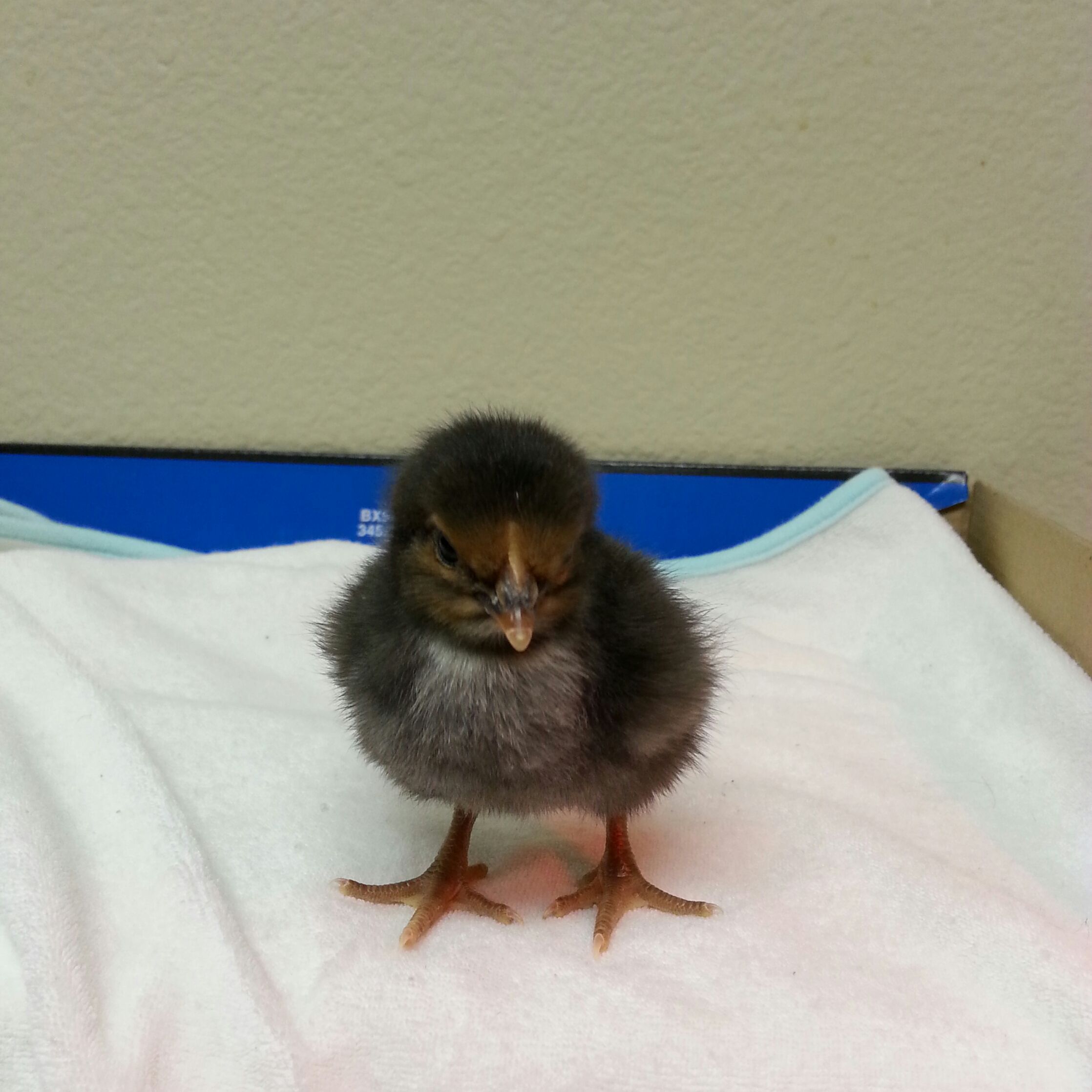 Black sexlink(?) cross(roo was either a BJG or a Lav Am, hatched under a Buff Orp at 30 (32 possibly) days! Late development due to snow & below freezing temps during majority of development.
