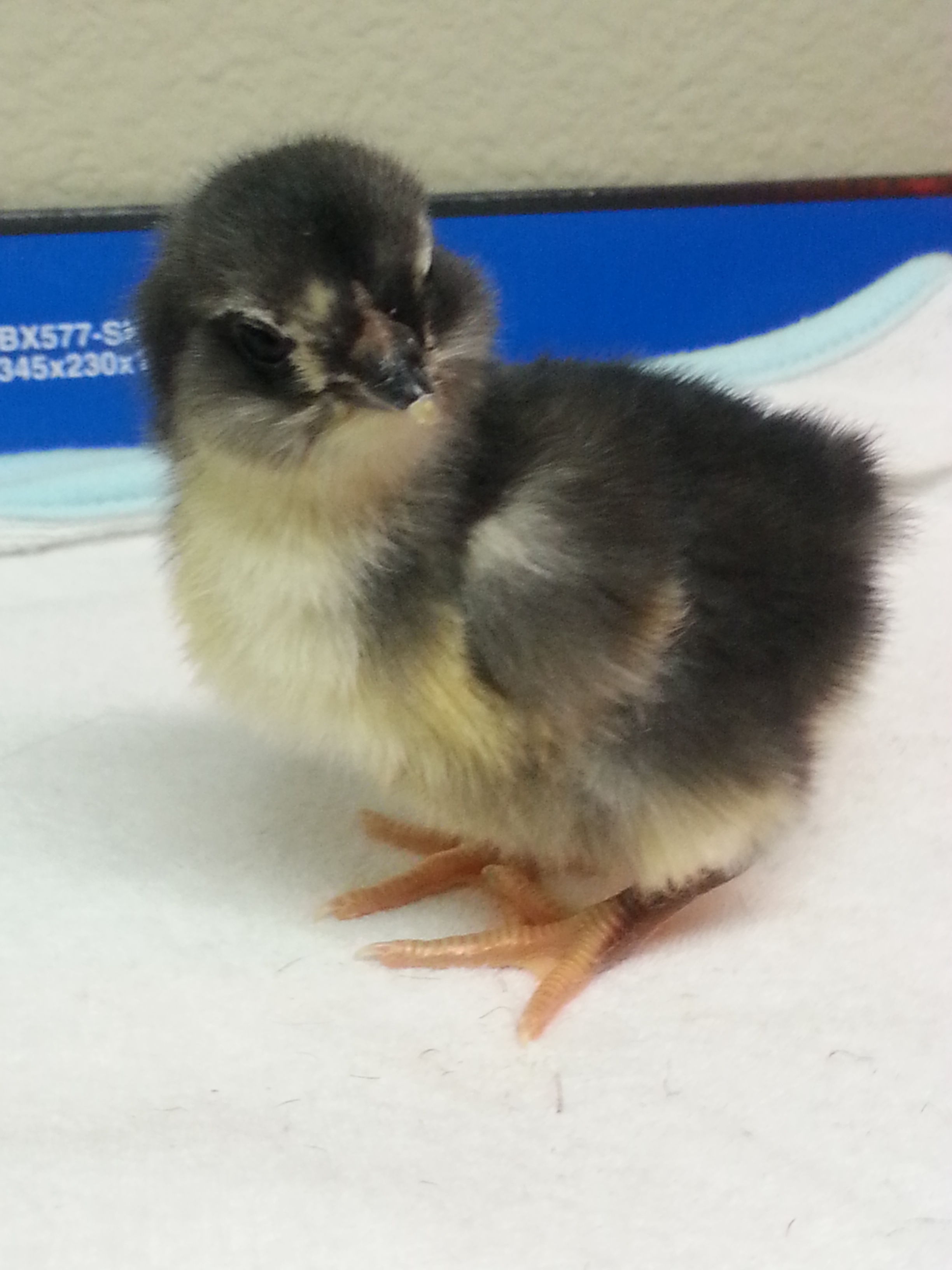 Black sexlink(?) cross(roo was either a BJG or a Lav Am, hatched under a Buff Orp at 30 (32 possibly) days! Late development due to snow & below freezing temps during majority of development.