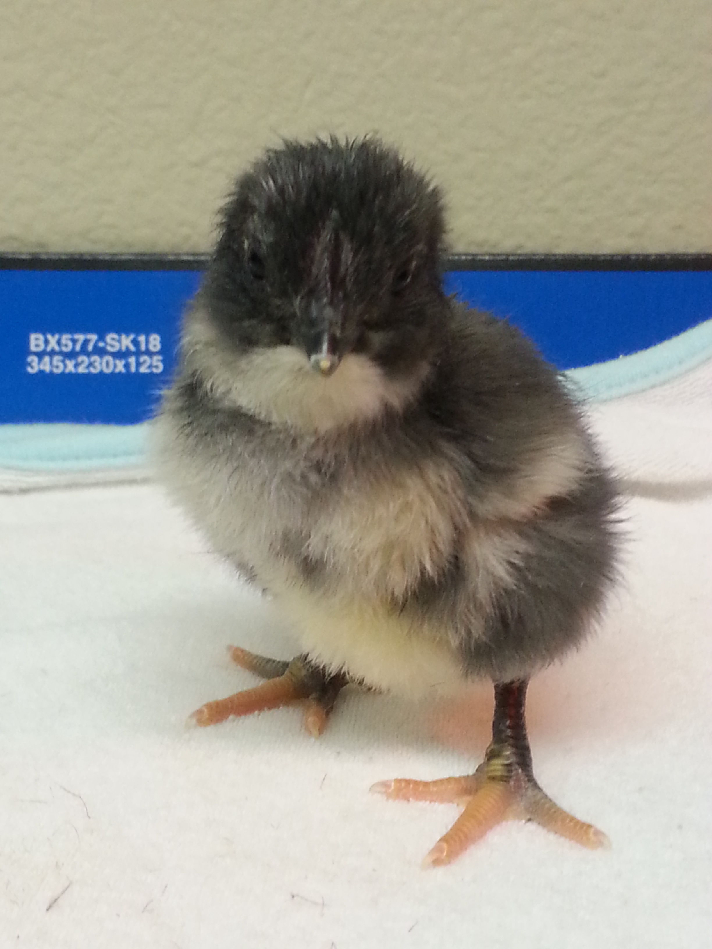 Black sexlink(?) cross(roo was either a BJG or a Lav Am, pipped & tried to unzip but was malposioned & needed assistance to get out- 30 (32 possibly) days incubation under a broody. Late development due to snow & below freezing temps during majority of development.
