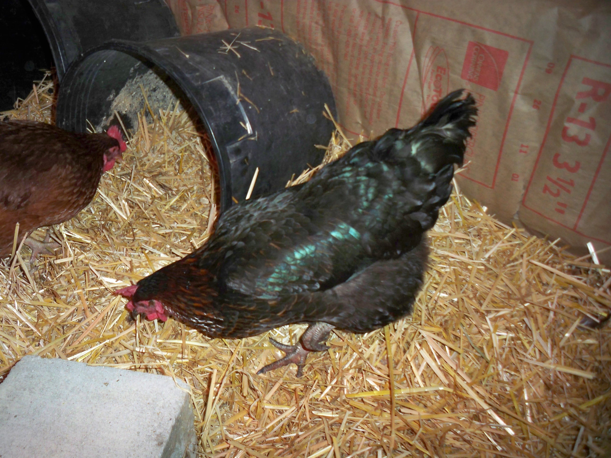 Black Sexlink Hen. Bossy Bossy! 

I Moved the nesting buckets back onto the floor of the coop to see if they would start using them again.