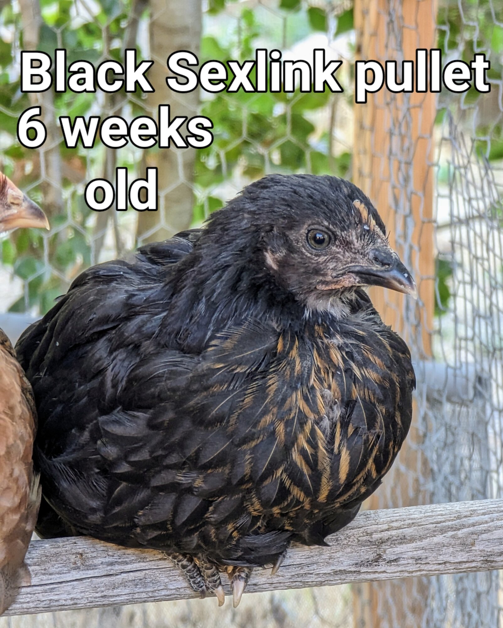 Black Sexlink.jpg