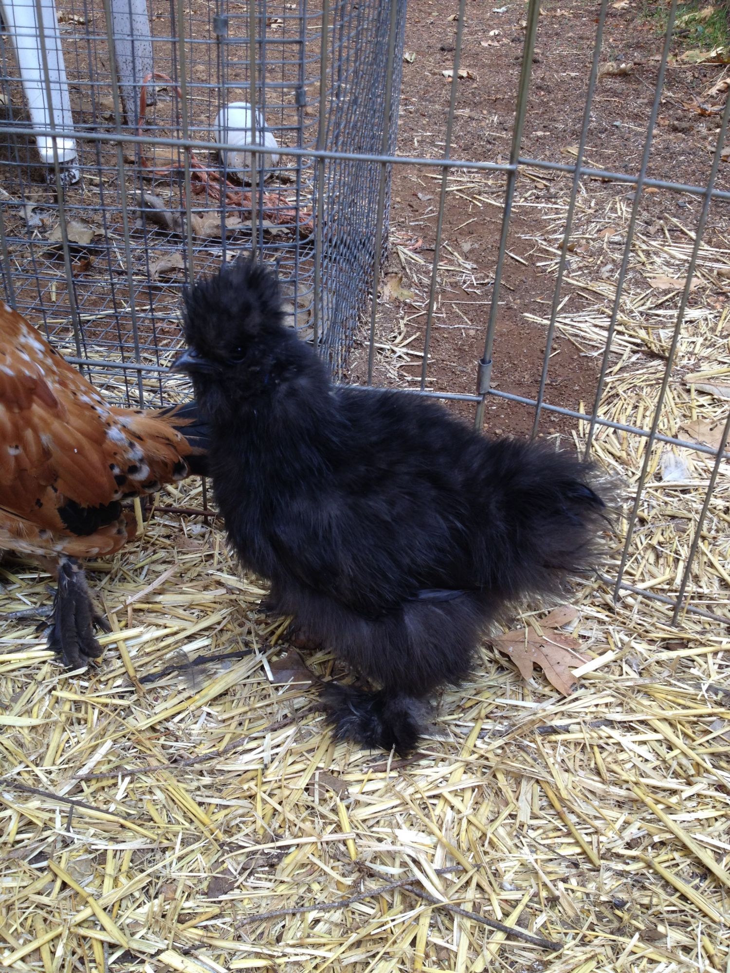 Black Silkie 1 - 9 weeks old