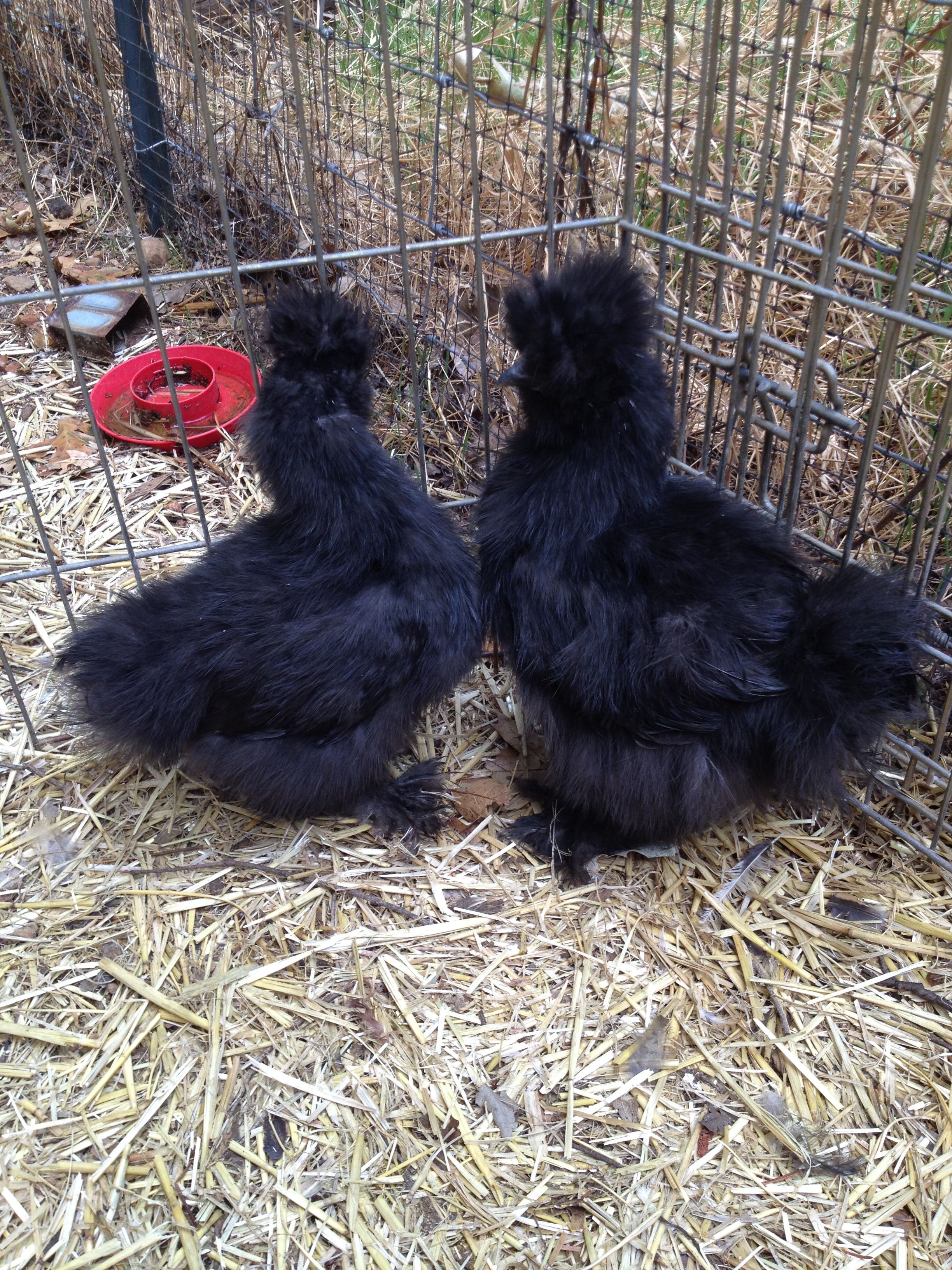 Black Silkie 1 (left) Black Silkie 2 (right)