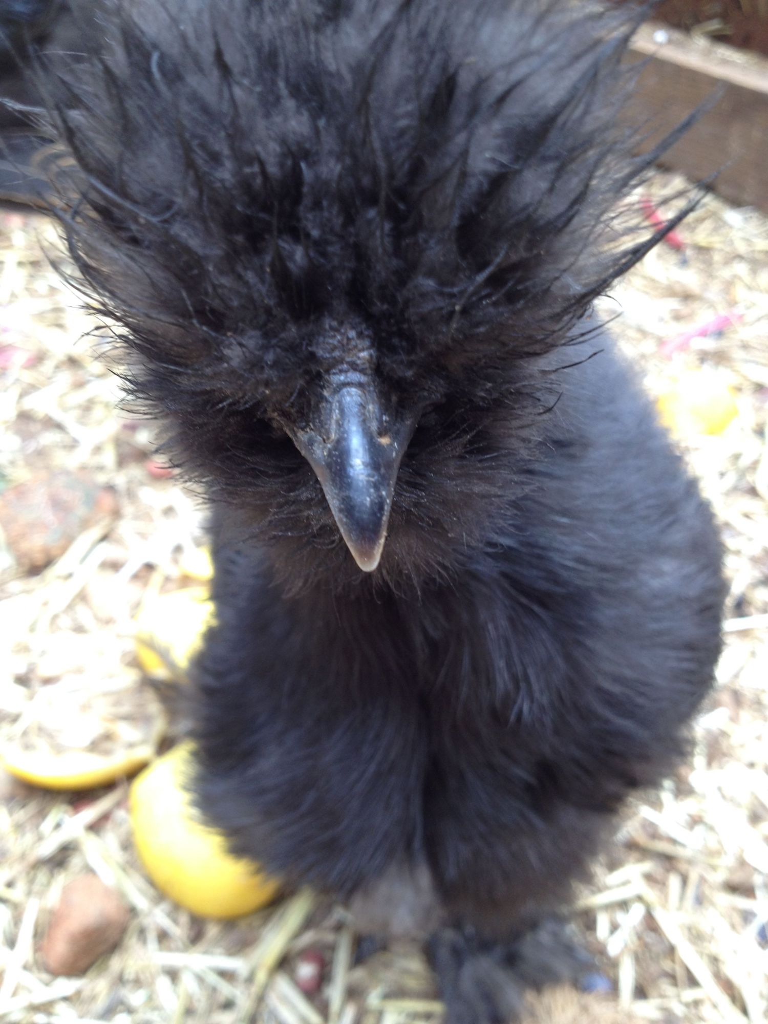 Black Silkie 1