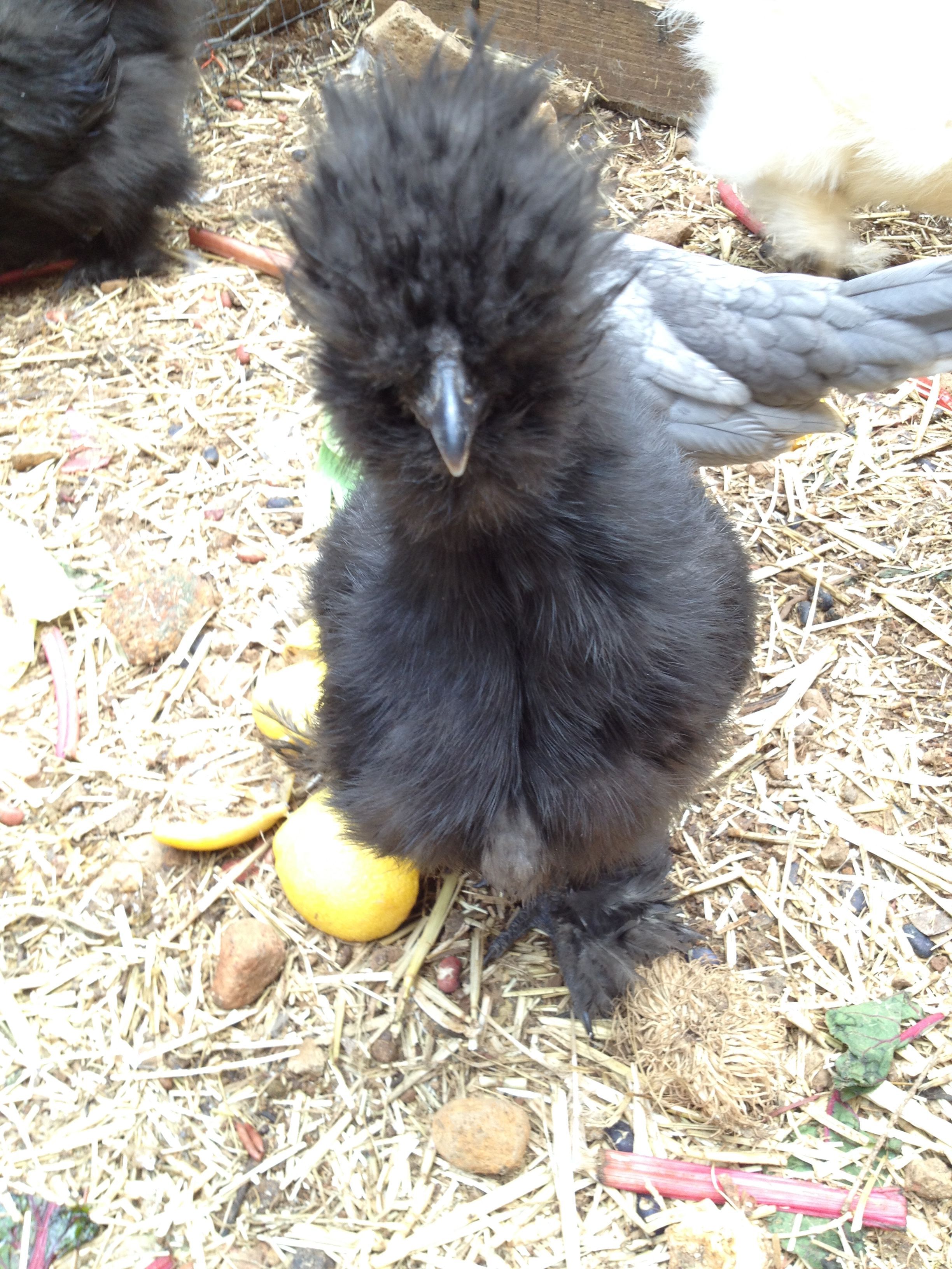Black Silkie 1