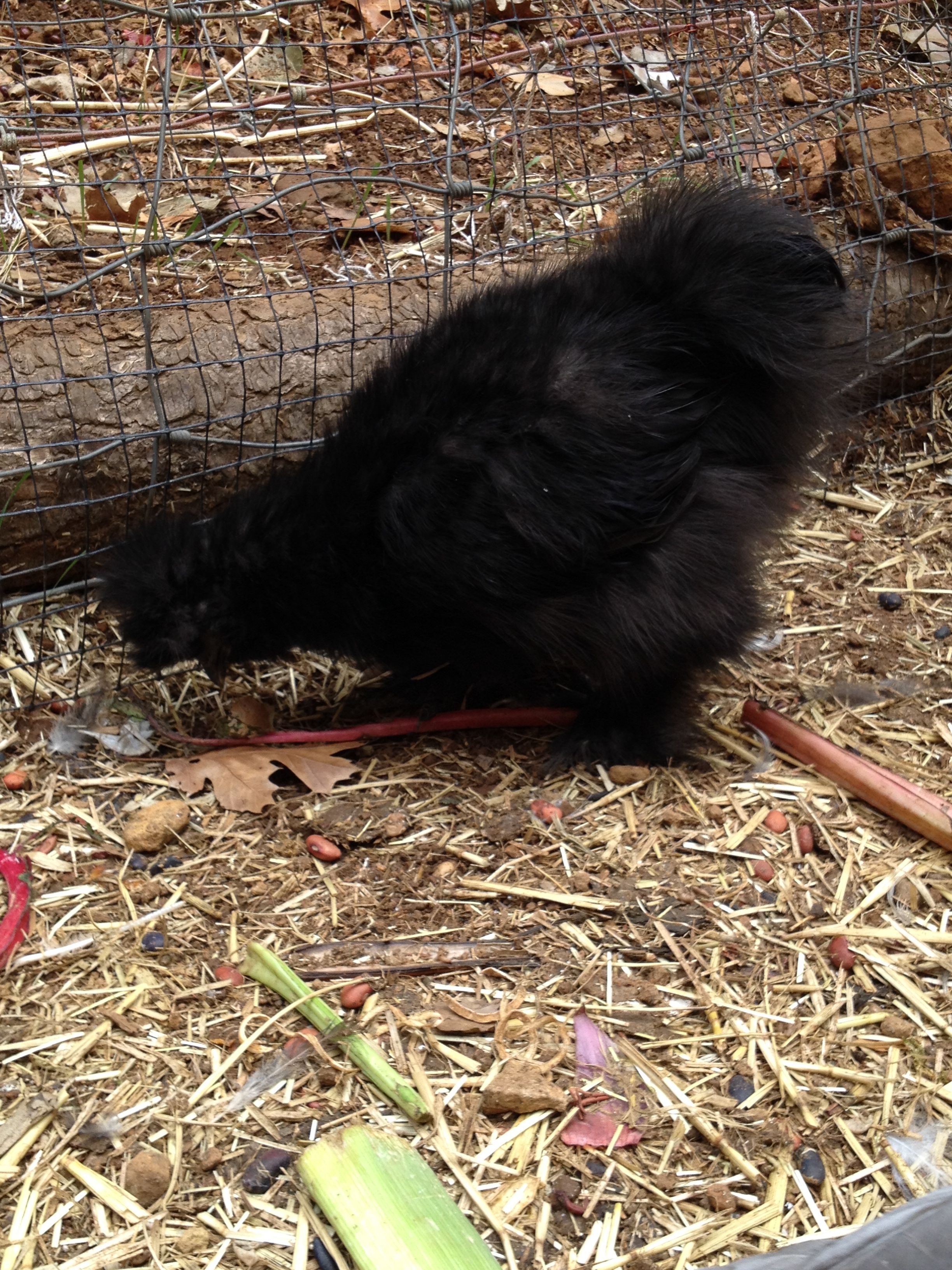 Black Silkie 2