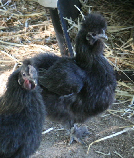 Black SIlkie - for Meat Breeding