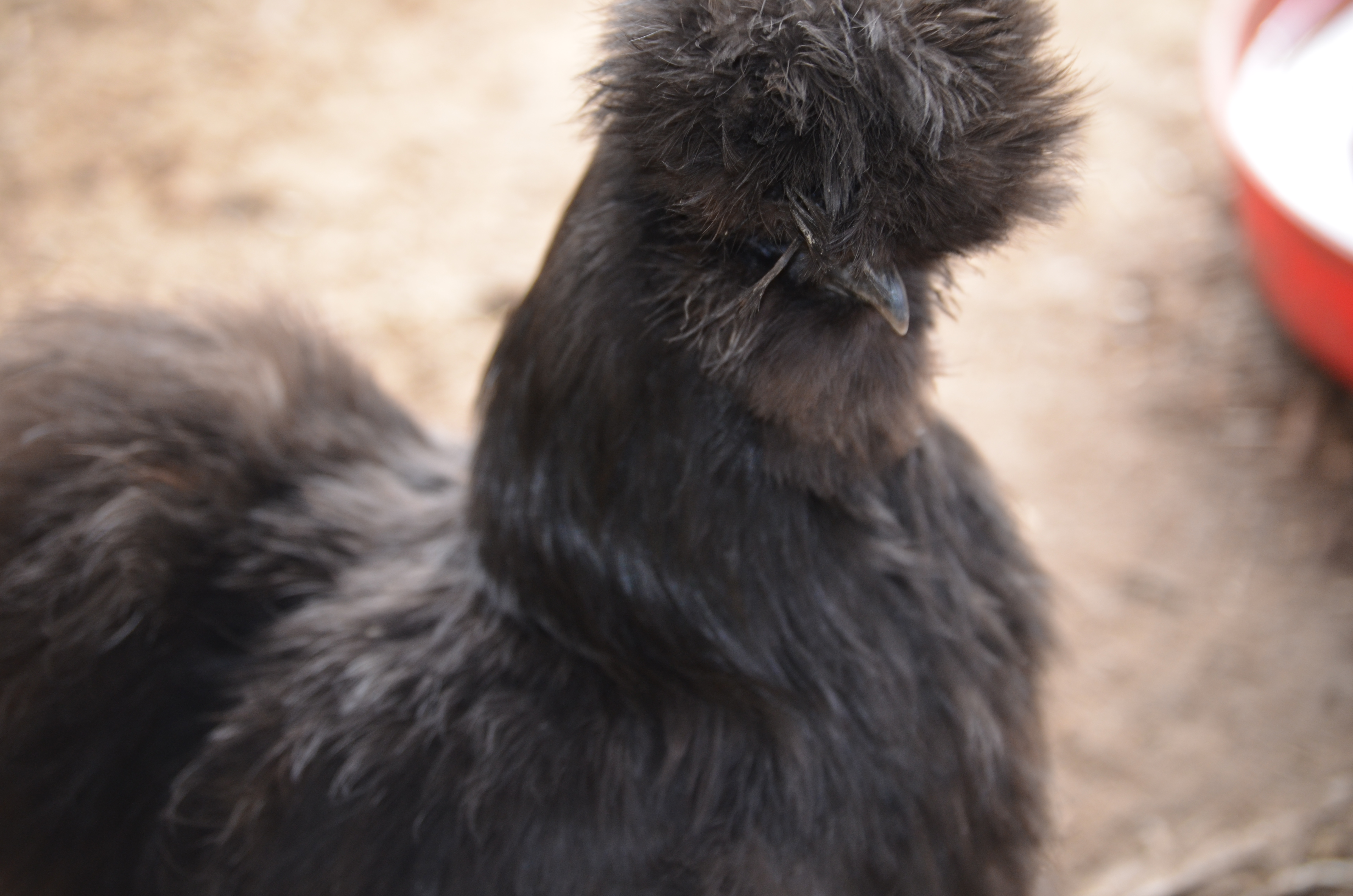 black silkie hen