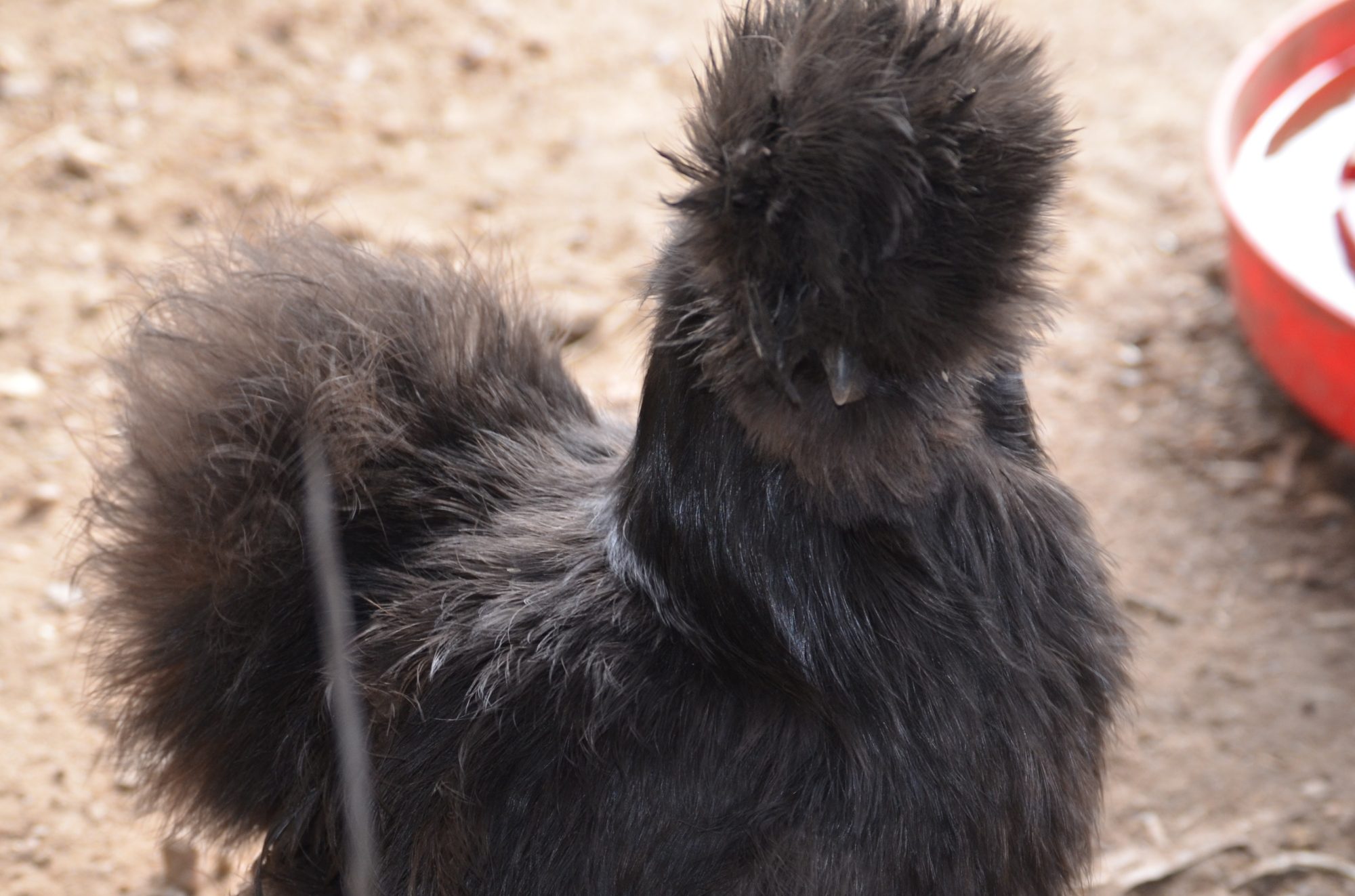 black silkie hen