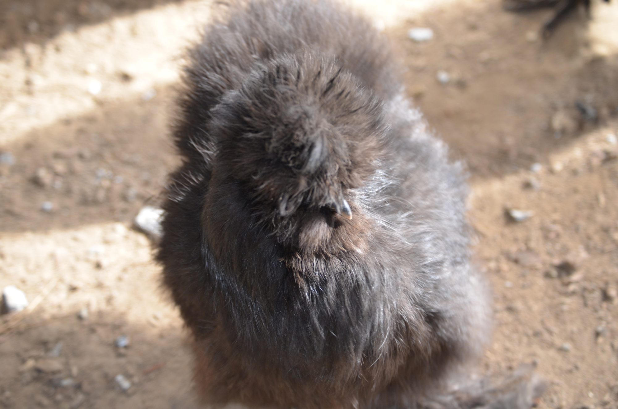 black silkie hen