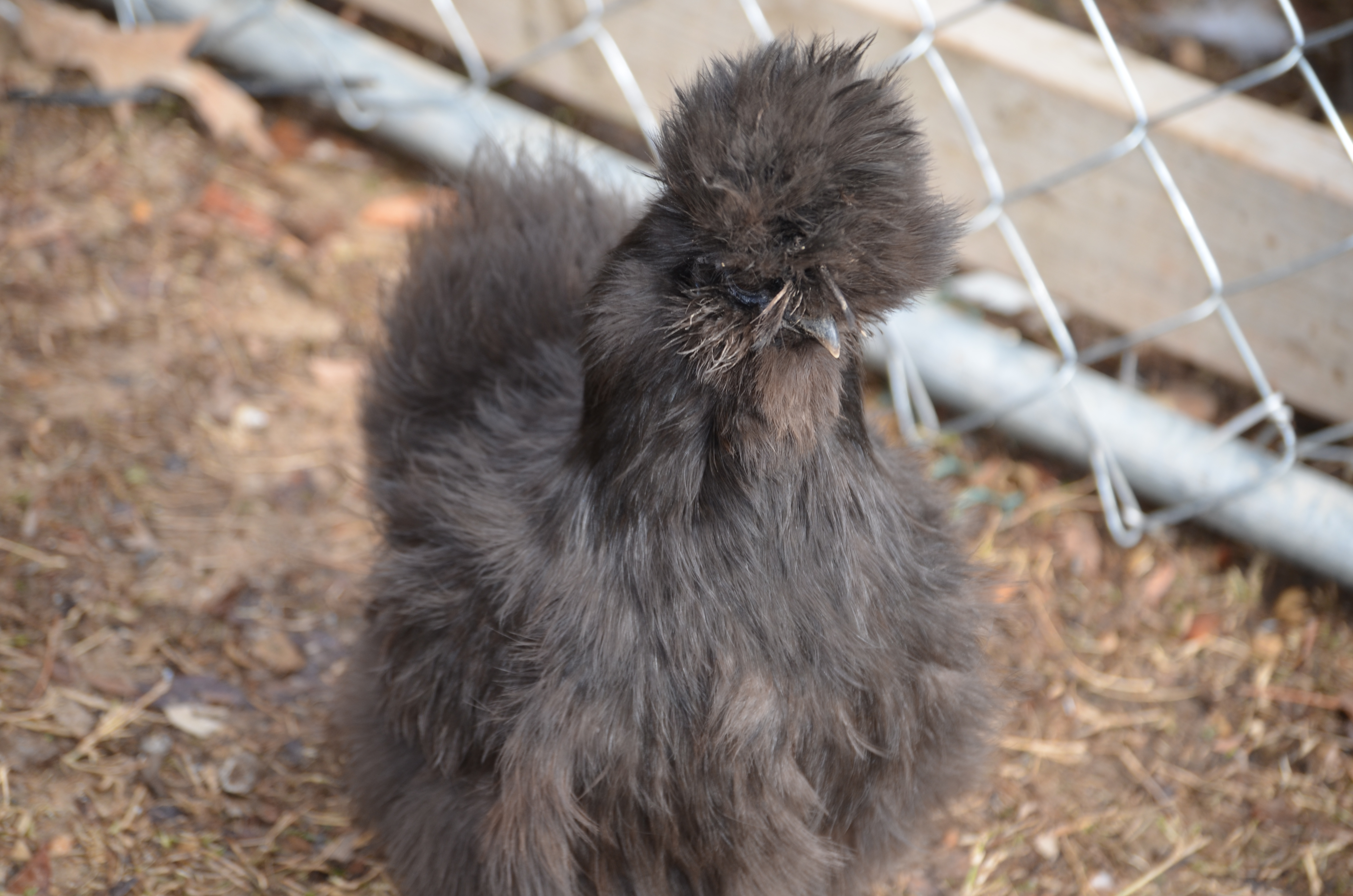 black silkie hen
