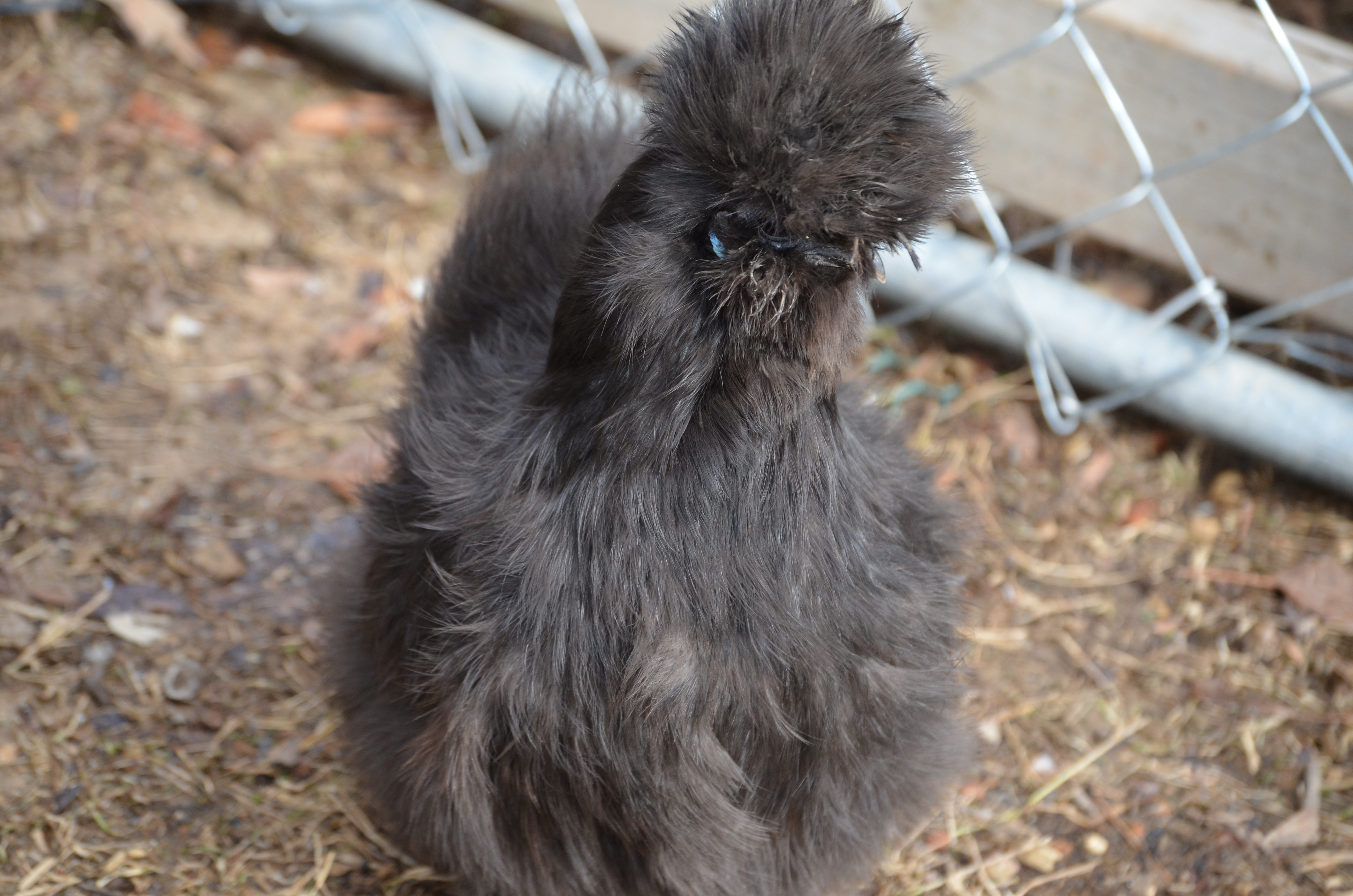 black silkie hen