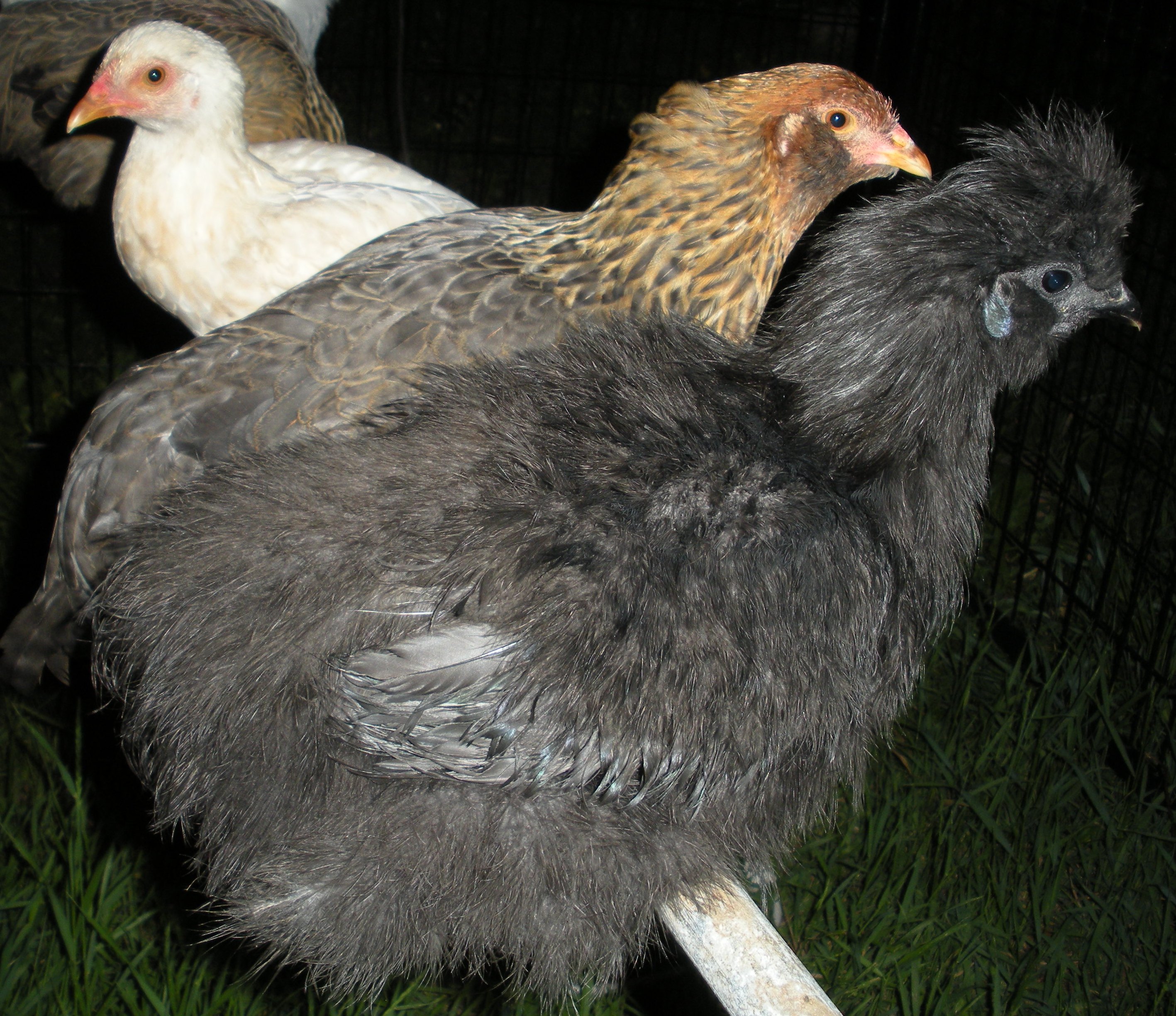 Black Silkie Rooster is 17 weeks old. First 2 are hens and are 4 months old, hatched from "Juststruttin"