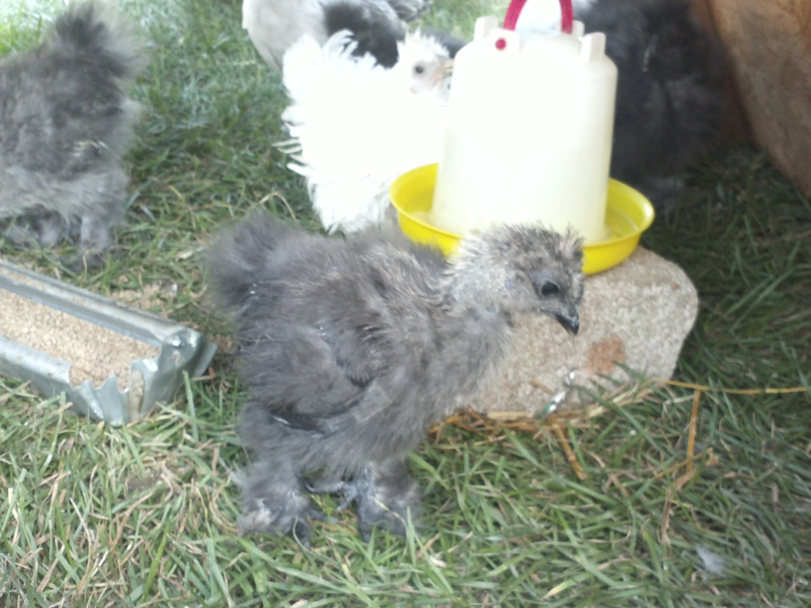 Black silkie Scorpion