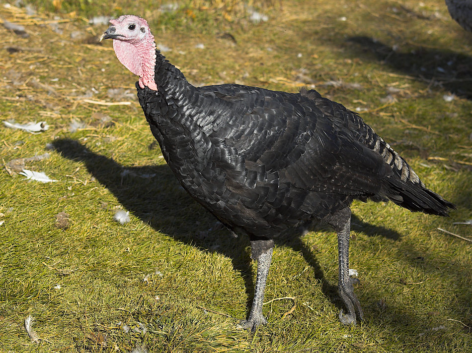 Black Slate tom