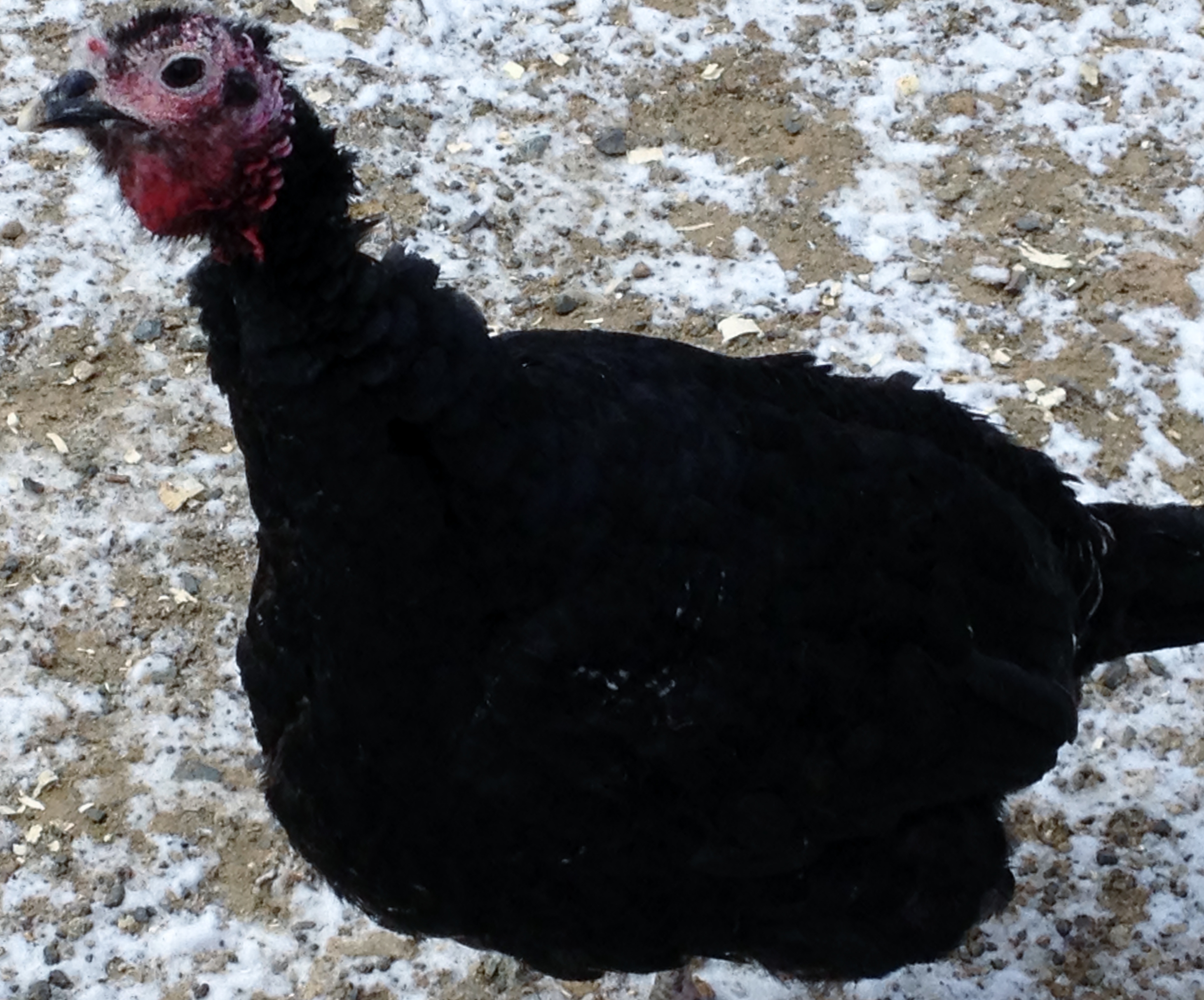 Black Spanish Pullet