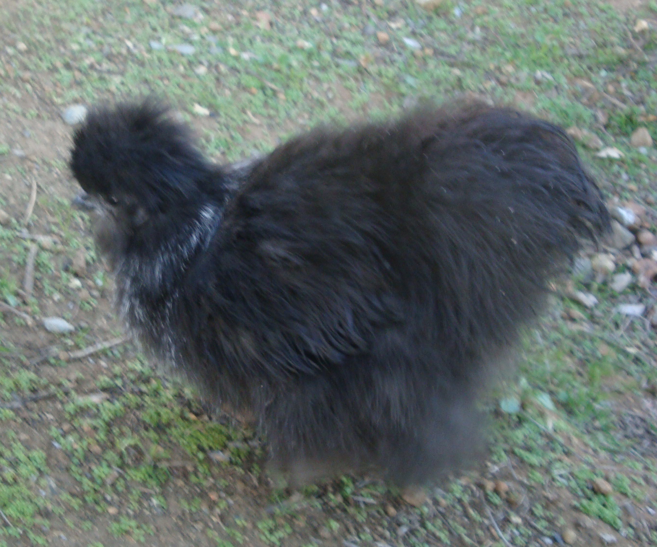 Black split for lavender, 15 weeks, cockerel