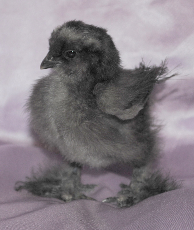 Black split porcelain