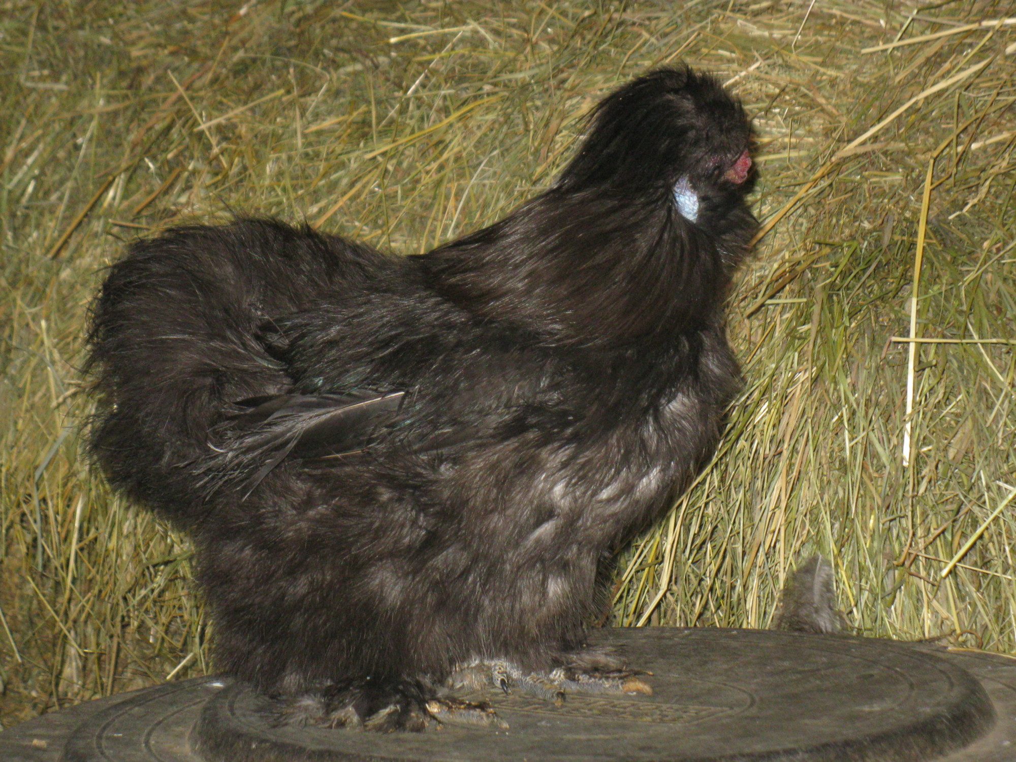 Black split to lav rooster