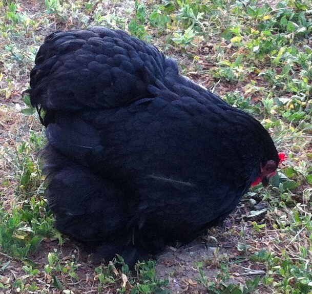 Black split to mille hen