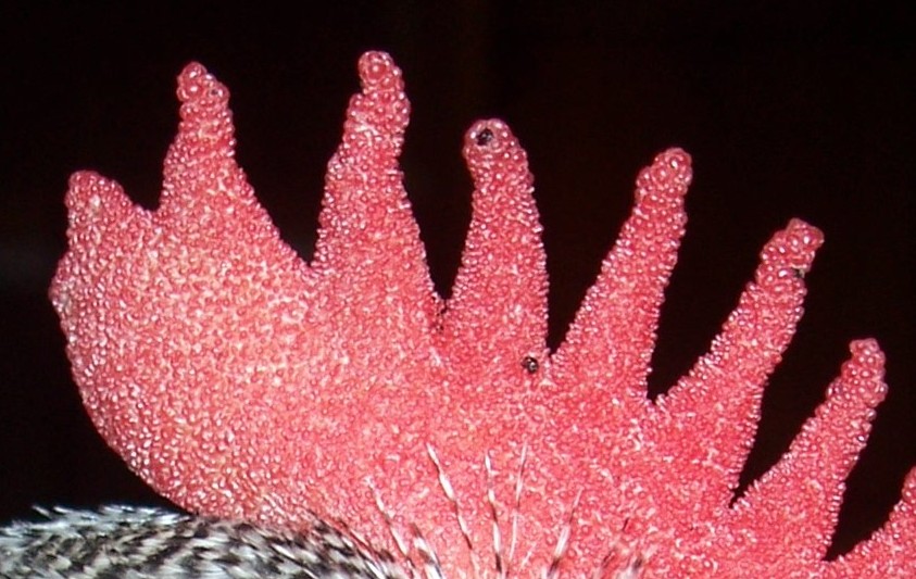 Black spots on Comb?