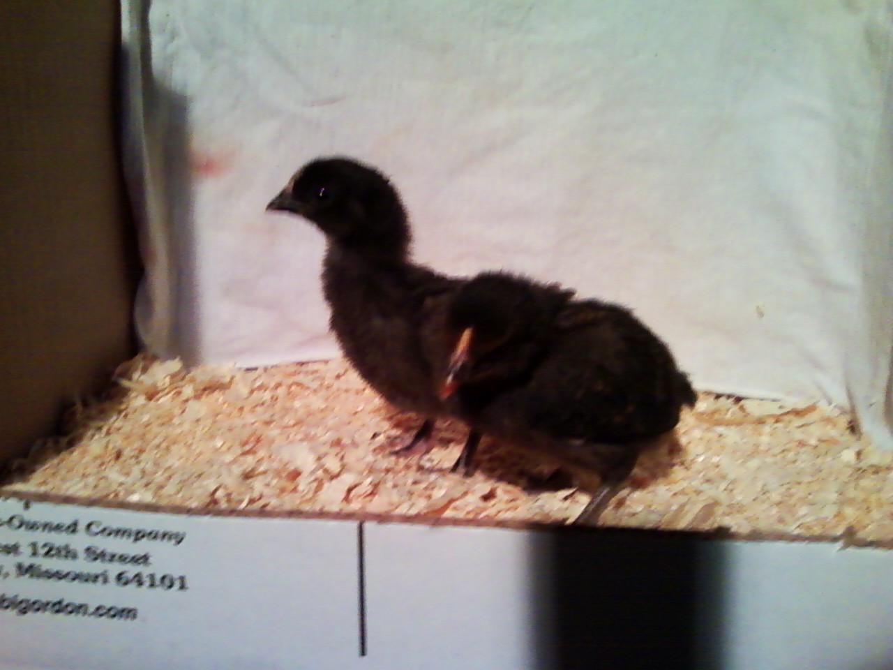 Black Star Chicks