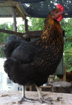 Black Star Pullet