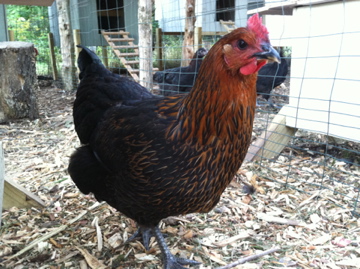 Black Star Pullet
