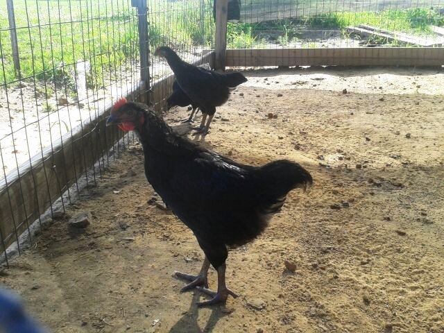 Black Star Roo - you cannot tell from this photo, but, the Black Stars have amazing coloring!!