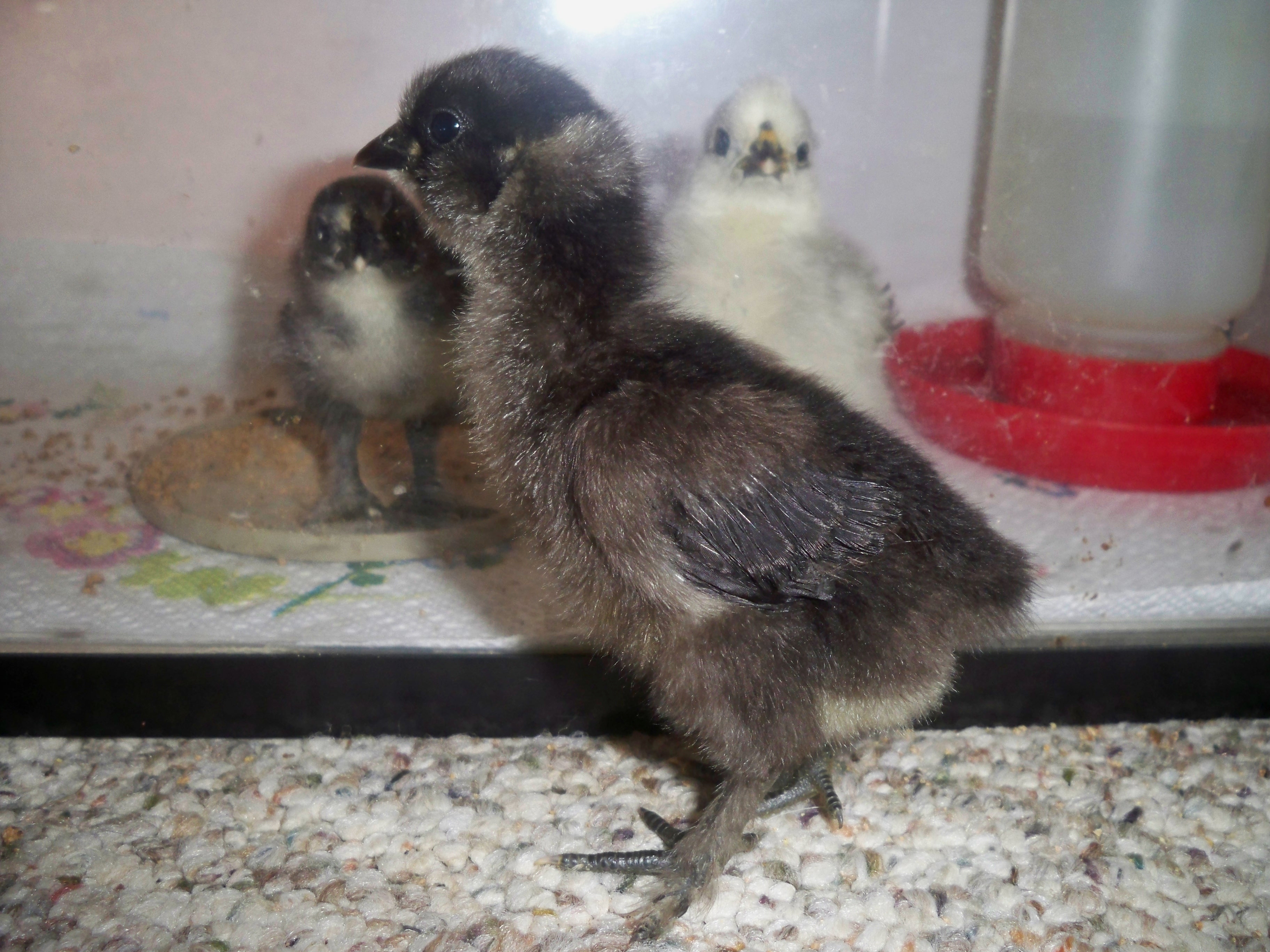 black straight sizzle