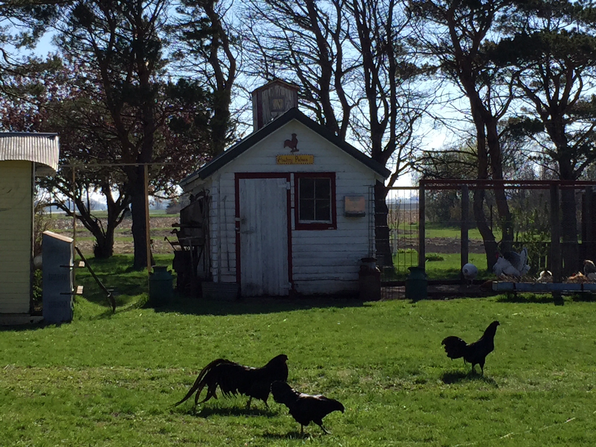 Black Sumatra family